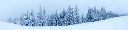 Winter landscape with snowy fir treesの写真素材