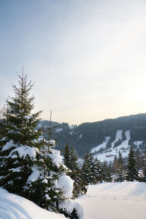 Winter wonderland background. Frosty sunny day in mountain spruce forest. Snowy trees and blue skyの写真素材