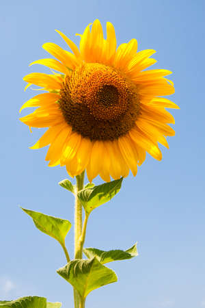 Kharkov, Ukraine. Sunflower fields with sunflower are blooming on the background of the sky on sunny days and hot weather. Sunflower is a popular field planted for vegetable oil production.の写真素材