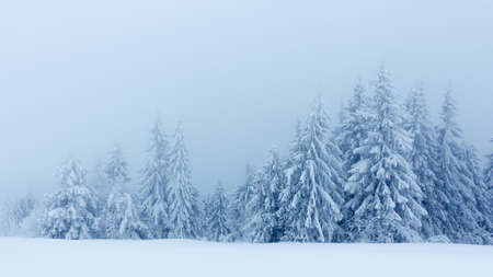 Winter landscape with snowy fir treesの写真素材