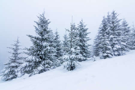 Beautiful winter landscape with snow covered trees. Winter mountains.の写真素材