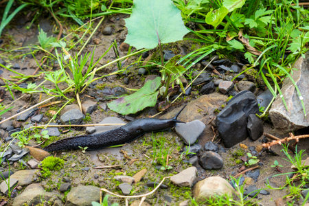 Close-up of the black slug (black arion, European black slug, or large black slug) Arion ater on a forest litterの写真素材