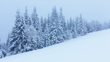 Winter landscape with snowy fir treesの写真素材