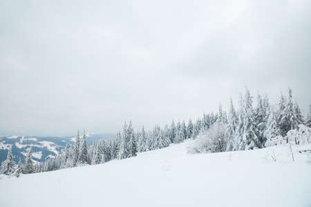 Carpathian mountains, Ukraine. Beautiful winter landscape. The forrest ist covered with snow.の写真素材