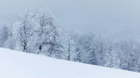 Winter landscape with snowy fir treesの写真素材