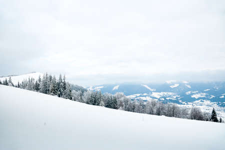 Carpathian mountains, Ukraine. Beautiful winter landscape. The forrest ist covered with snow.の写真素材