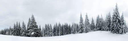 Carpathian mountains, Ukraine. Trees covered with hoarfrost and snow in winter mountains - Christmas...