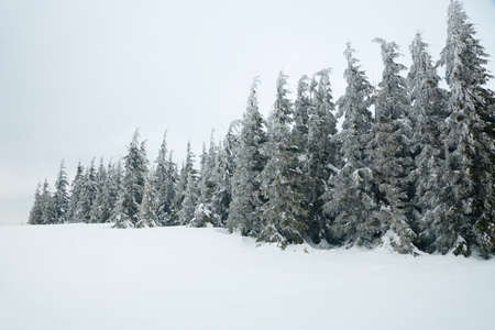 Carpathian mountains, Ukraine. Beautiful winter landscape. The forrest ist covered with snow.の写真素材