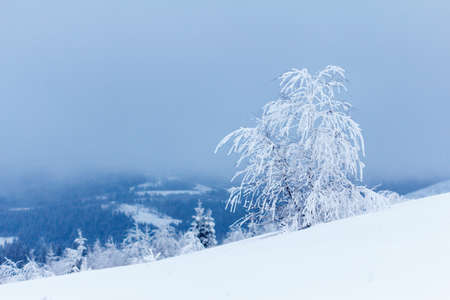 Winter landscape with snowy fir treesの写真素材