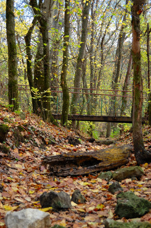 Beautiful wooden mountain bridge in a fresh green forest is a perfect scene for hiking in a moody autumn nature landscape. Ilsetal in Ilsenburg, National Park in Ukraineの写真素材