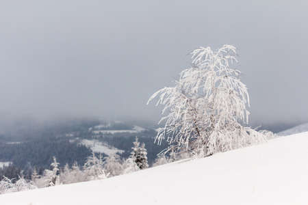 Winter landscape with snowy fir treesの写真素材