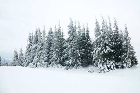 Carpathian mountains, Ukraine. Beautiful winter landscape. The forrest ist covered with snow.の写真素材