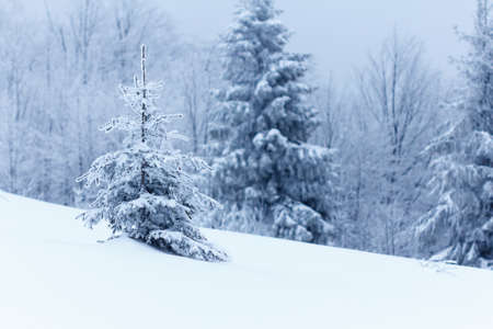 Winter landscape with snowy fir treesの写真素材