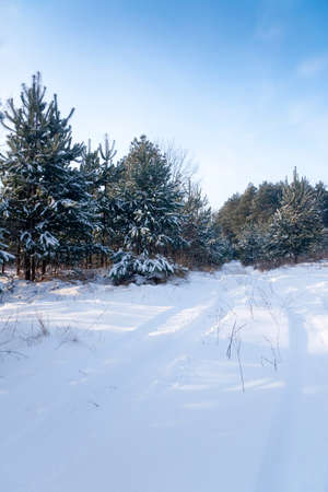 winter landscape, nature covered with snow at winter sunsetの写真素材
