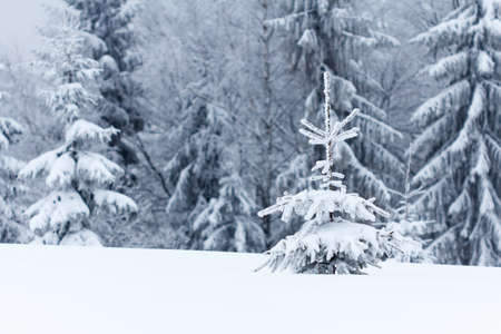Winter landscape with snowy fir treesの写真素材