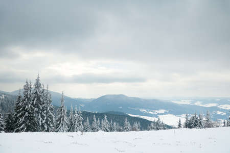 Carpathian mountains, Ukraine. Beautiful winter landscape. The forrest ist covered with snow.の写真素材