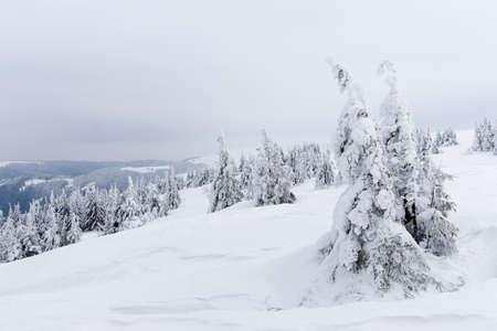 Carpathian mountains, Ukraine. Trees covered with hoarfrost and snow in winter mountains - Christmas snowy backgroundの写真素材
