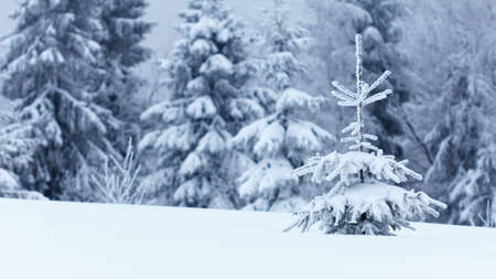 Winter landscape with snowy fir treesの写真素材