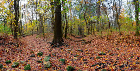 Autumn day in the forest. The leaves turned yellow and fell.の写真素材