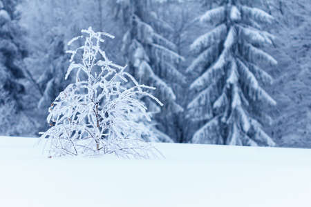 Winter landscape with snowy fir treesの写真素材
