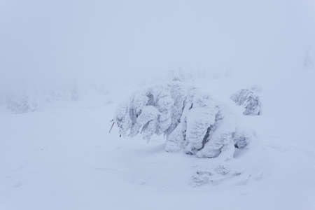 Frozen snow-covered fir forest after snowfall and gray sky in haze at winter day. Carpathian Mountains, Ukraineの写真素材
