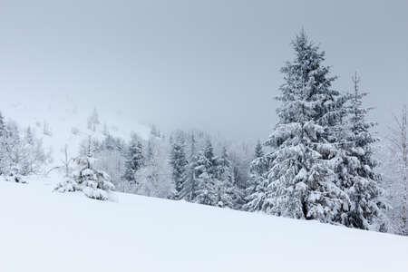 Winter landscape with snowy fir treesの写真素材