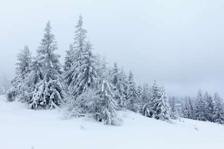 Winter landscape with snowy fir treesの写真素材