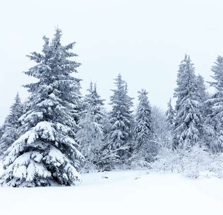 Winter landscape with snowy fir treesの写真素材