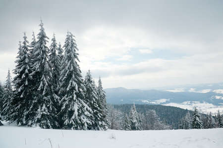 Carpathian mountains, Ukraine. Beautiful winter landscape. The forrest ist covered with snow.の写真素材
