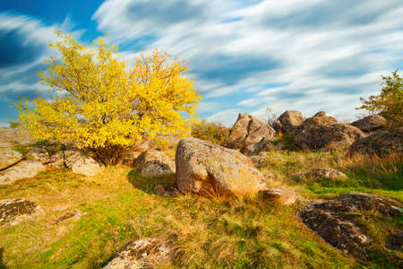 Wonderful autumn landscape with silhouettes of trees and yellow grass.の写真素材