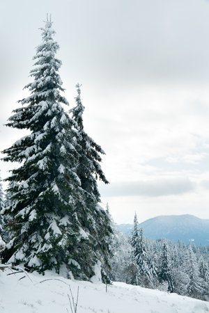 Carpathian mountains, Ukraine. Beautiful winter landscape. The forrest ist covered with snow.の写真素材