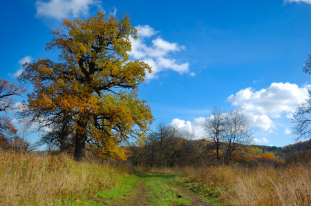 Aumnal colored foliage of oak tree. Ukraine. National parkの写真素材