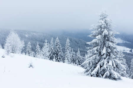 Winter landscape with snowy fir treesの写真素材