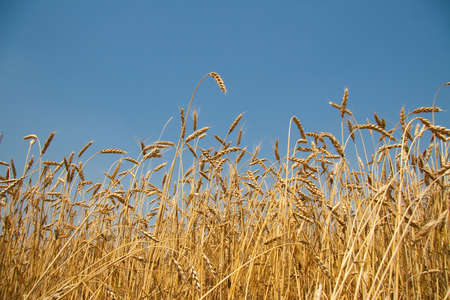 Kharkiv, Ukraine. Rye field. Ripe grain spikelets. Cover crop and a forage crop. Blue sky...