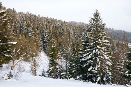 Winter wonderland background. Frosty sunny day in mountain spruce forest. Snowy trees and blue skyの写真素材