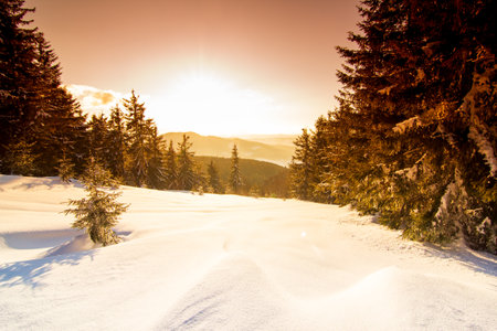 Wonderful wintry landscape. Winter mountain forest. frosty trees under warm sunlight. picturesque nature scenery. creative artistic image. instagram filter. winter holyday background.の写真素材
