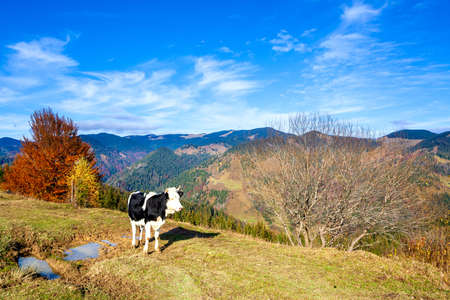 tree on hillside on autumn mountains. beautiful bright landscape with hazy mountain ridge in a distanceの写真素材