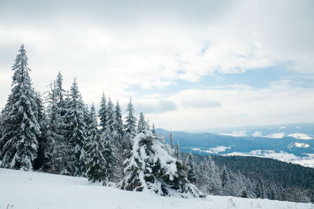 Carpathian mountains, Ukraine. Beautiful winter landscape. The forrest ist covered with snow.の写真素材