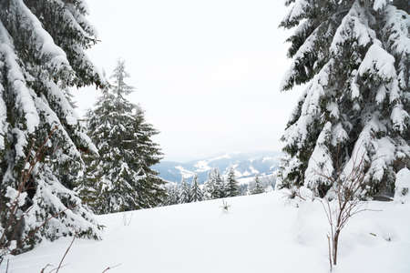 Carpathian mountains, Ukraine. Beautiful winter landscape. The forrest ist covered with snow.の写真素材