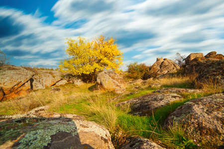 Wonderful autumn landscape with silhouettes of trees and yellow grass.の写真素材
