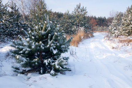 winter landscape, nature covered with snow at winter sunsetの写真素材