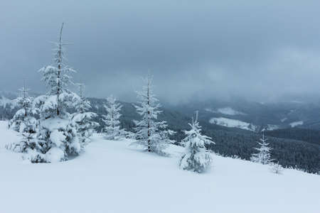 Spruce Tree Forest Covered by Snow in Winter Landscape.の写真素材