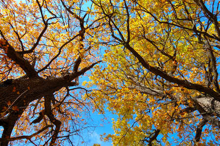 Aumnal colored foliage of oak tree. Ukraine. National parkの写真素材