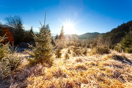 Ukraine. Wonderful early morning in the autumn mountains. Carpathian mountain range. Soft sunlight on glades and firs, frost on the grass.の写真素材