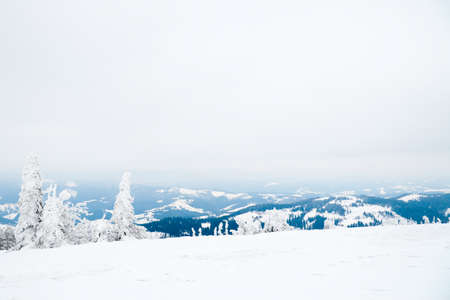 Carpathian mountains, Ukraine. Beautiful winter landscape. The forrest ist covered with snow.の写真素材