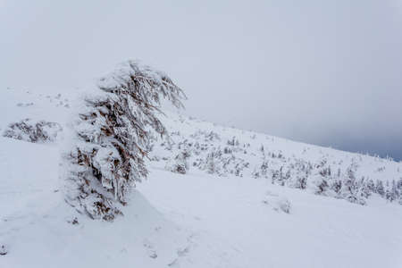 Frozen snow-covered fir forest after snowfall and gray sky in haze at winter day. Carpathian Mountains, Ukraineの写真素材
