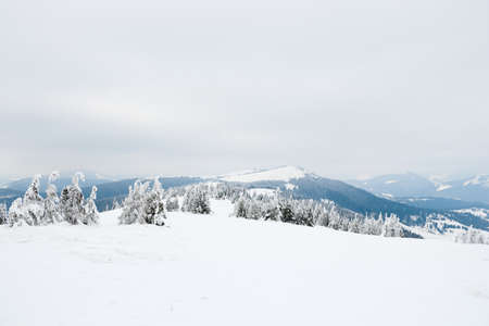 Carpathian mountains, Ukraine. Beautiful winter landscape. The forrest ist covered with snow.の写真素材
