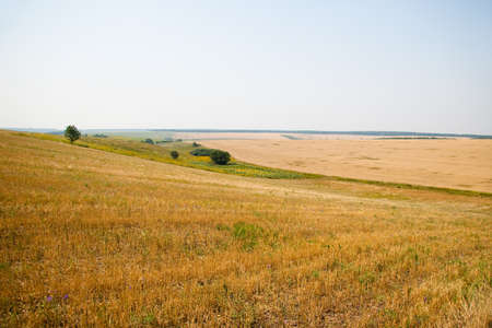 Kharkiv, Ukraine. Golden wheat ripens in an agricultural field where cereals are harvested. Golden grain grains.の写真素材
