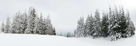 Carpathian mountains, Ukraine. Trees covered with hoarfrost and snow in winter mountains - Christmas snowy backgroundの写真素材