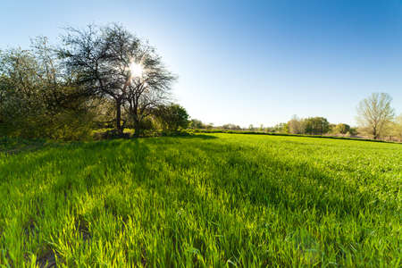 green wheat field at sunset sun glare grass summer day trees sky rowsの写真素材